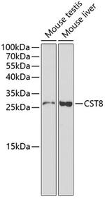 Cystatin 8 Polyclonal Antibody