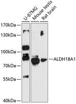 ALDH18A1 Polyclonal Antibody