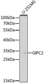 GIPC2 Polyclonal Antibody