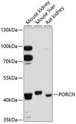 PORCN Polyclonal Antibody