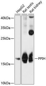 PPIH Antibody in Western Blot (WB)