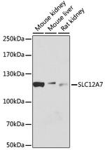 KCC4 Polyclonal Antibody