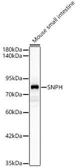 Syntaphilin Polyclonal Antibody