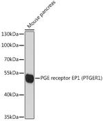 Prostaglandin E Receptor EP1 Polyclonal Antibody