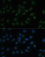 CREB Antibody in Immunocytochemistry (ICC/IF)