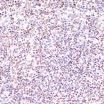 CREB Antibody in Immunohistochemistry (IHC)