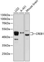 CREB Antibody in Western Blot (WB)