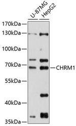 CHRM1 Antibody in Western Blot (WB)
