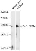 Dot1L Antibody in Western Blot (WB)