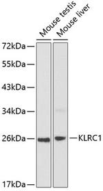 NKG2A Polyclonal Antibody