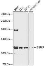 CD249 Polyclonal Antibody