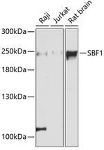 SBF1 Polyclonal Antibody