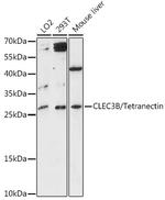 Tetranectin Polyclonal Antibody