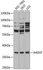 A4GNT Polyclonal Antibody