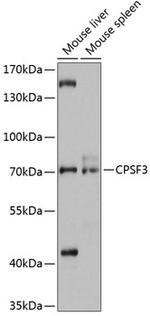 CPSF3 Polyclonal Antibody