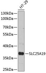 SLC25A19 Antibody in Western Blot (WB)