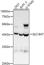 MCT2 Antibody in Western Blot (WB)