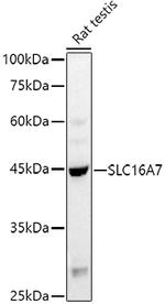 MCT2 Antibody in Western Blot (WB)