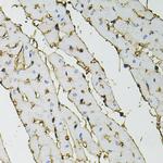 Annexin A2 Antibody in Immunohistochemistry (Paraffin) (IHC (P))
