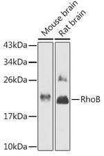 RhoB Antibody in Western Blot (WB)