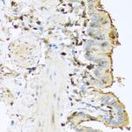 Trypsin Antibody in Immunohistochemistry (Paraffin) (IHC (P))