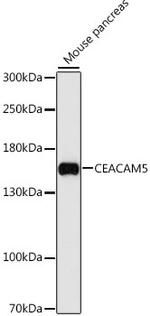 CEACAM5 Antibody in Western Blot (WB)