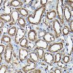 Ataxin 3 Antibody in Immunohistochemistry (Paraffin) (IHC (P))