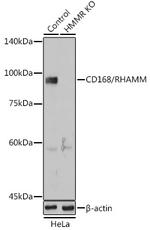 RHAMM Antibody