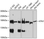 KTN1 Polyclonal Antibody