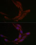 MSRA Antibody in Immunocytochemistry (ICC/IF)
