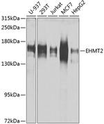 EHMT2 Polyclonal Antibody