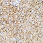 NTF3 Antibody in Immunohistochemistry (Paraffin) (IHC (P))