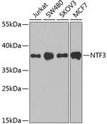 NTF3 Antibody in Western Blot (WB)