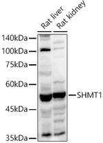 SHMT1 Antibody in Western Blot (WB)