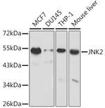 JNK2 Polyclonal Antibody