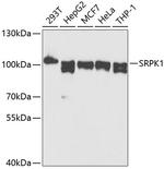SRPK1 Antibody in Western Blot (WB)