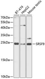SRSF9 Antibody in Western Blot (WB)