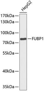 FUBP1 Polyclonal Antibody