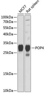 POP4 Polyclonal Antibody