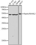 RUVBL2 Polyclonal Antibody