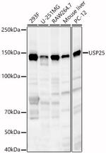 USP25 Polyclonal Antibody