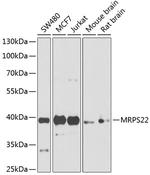 MRPS22 Antibody in Western Blot (WB)
