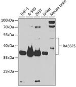 NORE1 Polyclonal Antibody