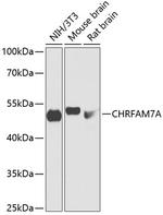 CHRFAM7A Polyclonal Antibody