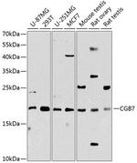 hCG beta-7 Polyclonal Antibody