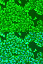 TUBB8 Polyclonal Antibody