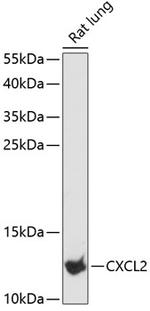 CXCL2 Polyclonal Antibody