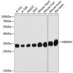 HIBADH Antibody in Western Blot (WB)