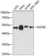 NUCB2 Polyclonal Antibody
