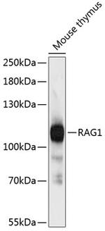 RAG1 Polyclonal Antibody